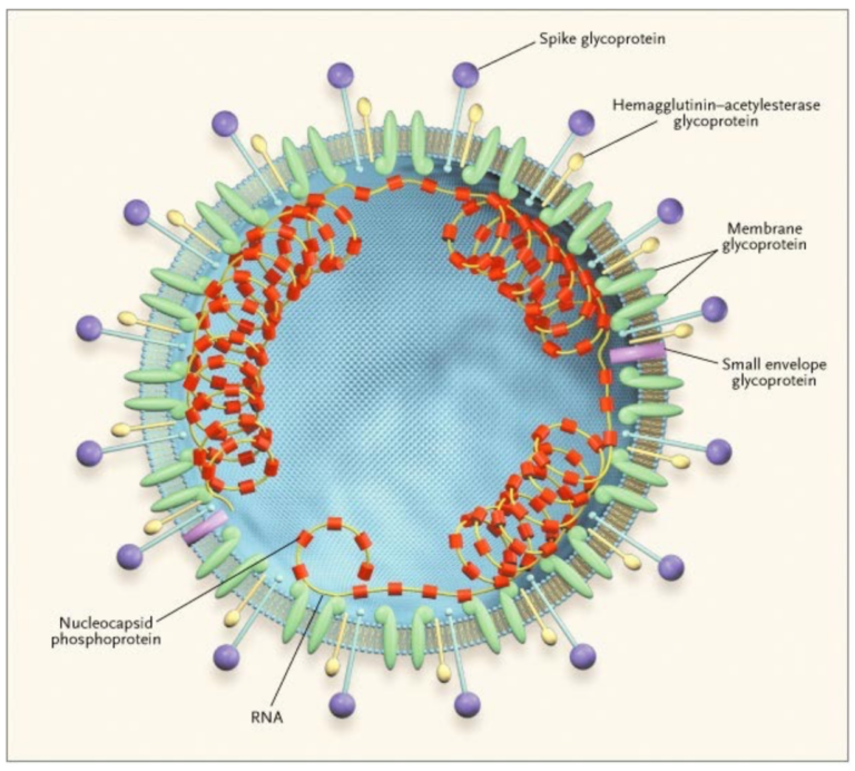 Coronavirus